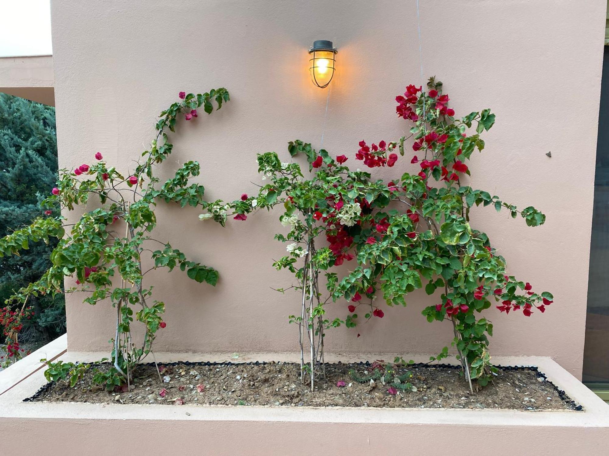 Askalosia Villa Агиос Георгиос Екстериор снимка